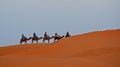 Sahara Desert, Morocco - November 2019: A caravan of camels going on Sahara Desert in Morocco Royalty Free Stock Photo