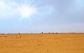 Sahara desert, Tunisia. The bright light of the sun. Far on the horizon the outline of a camel is visible Royalty Free Stock Photo