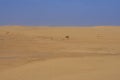 Sahara desert in Tunisia, North Africa. Beautiful landscape sand and dunes. Royalty Free Stock Photo