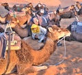 In the Sahara Desert, on vacation, a young Berber man in national clothes - a camel driver engages in a smartphone phone