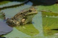 Sahara Frog Pelophylax saharicus