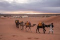 Bedouin leads caravan of camels through the sand dune in desert