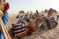 06.11.23 Sahara, Tunisia: Group of tourist ride on camels at sunset in Sahara Desert Tunisia.