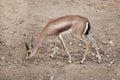 Saharan dorcas gazelle Gazella dorcas Royalty Free Stock Photo