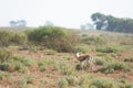 Saharan dorcas gazelle in the Souss-Massa National Park, Agadir, Morocco Royalty Free Stock Photo