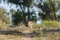 Saharan dorcas gazelle in the Souss-Massa National Park, Agadir, Morocco Royalty Free Stock Photo