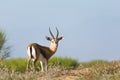 Saharan dorcas gazelle in the Souss-Massa National Park, Agadir, Morocco Royalty Free Stock Photo