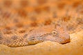 Saharan horned desert viper, Cerastes cerastes, in Northern Africa. Supraorbital Royalty Free Stock Photo