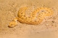 Saharan horned desert viper, Cerastes cerastes, sand, Northern Africa. Supraorbital Royalty Free Stock Photo