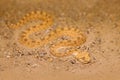 Saharan horned desert viper, Cerastes cerastes, sand, Northern Africa. Supraorbital Royalty Free Stock Photo