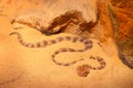 Saharan horned desert viper, Cerastes cerastes, in Northern Africa. Supraorbital Royalty Free Stock Photo