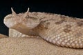 Saharan horned viper Royalty Free Stock Photo