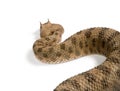 Saharan horned viper against white background