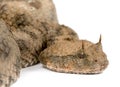 Saharan horned viper - Cerastes cerastes