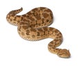 Saharan horned viper - Cerastes cerastes Royalty Free Stock Photo