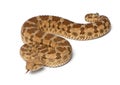 Saharan horned viper - Cerastes cerastes Royalty Free Stock Photo