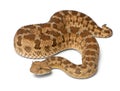 Saharan horned viper - Cerastes cerastes, poisonous, white background