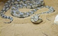 Saharan horned viper (Cerastes cerastes) in the sand Royalty Free Stock Photo