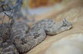 Saharan horned viper or the horned desert viper Royalty Free Stock Photo