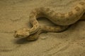 Saharan horned viper, horned desert viper Cerastes cerastes. Royalty Free Stock Photo