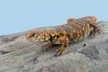 Saharan Spiny Tailed Lizard Uromastyx geyri