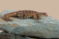 Saharan Spiny Tailed Lizard Uromastyx Geyri