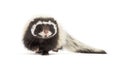 Saharan striped polecat, Ictonyx libycus, walking towards the camera isolated on white Royalty Free Stock Photo