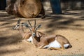 Saharian dorcas gazelle Gazella dorcas osiris in zoo Barcelona Royalty Free Stock Photo