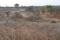 Dry savanna habitat in the Sahel belt region Senegal, Western Africa