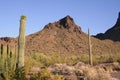 Sahuaro National Monument Royalty Free Stock Photo