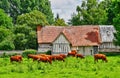 Sahurs, France - june 22 2016 : cow in a meadow