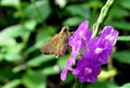 Sahyadri Blank Swift Butterfly
