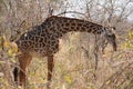 Giraffe at Ruaha national park ,Tanzania east Africa. Royalty Free Stock Photo