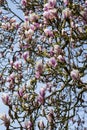 Beautiful magnolia flowers in a park in spring