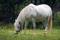 White Horse At Rest Grazing On A Green Meadow In Slovakia