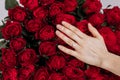 she said yes. close-up of woman hand with engagement rings. Hand of the on the background of the big bouquet of red Royalty Free Stock Photo