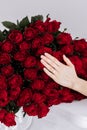 she said yes. close-up of woman hand with engagement rings. Hand of the on the background of the big bouquet of red Royalty Free Stock Photo