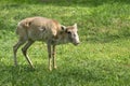 Saiga