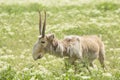 Saiga