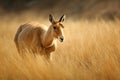 Saiga antelope This critically endangered antelop. Generative AI Royalty Free Stock Photo