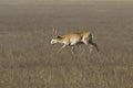 Saiga antelope male running through the steppe