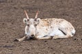 Saiga antelope