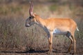 Saiga antelope or Saiga tatarica in steppe