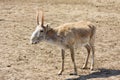 Saiga antelope (Saiga tatarica)