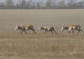 Saiga running through the steppe.