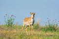 Saiga tatarica