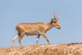 Saiga tatarica Royalty Free Stock Photo