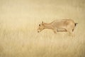 Saiga tatarica in field Royalty Free Stock Photo
