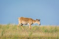 Saiga tatarica is listed in the Red Book