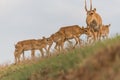 Saiga tatarica is listed in the Red Book